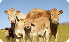 livestock manure